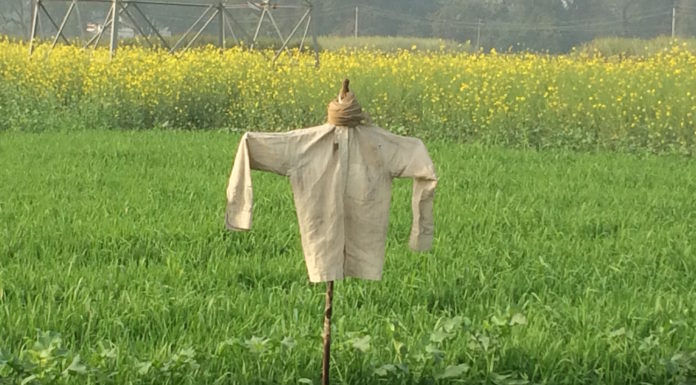 जनमे से आन्हर